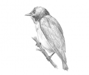 Roodborstbastaardhoningvogel